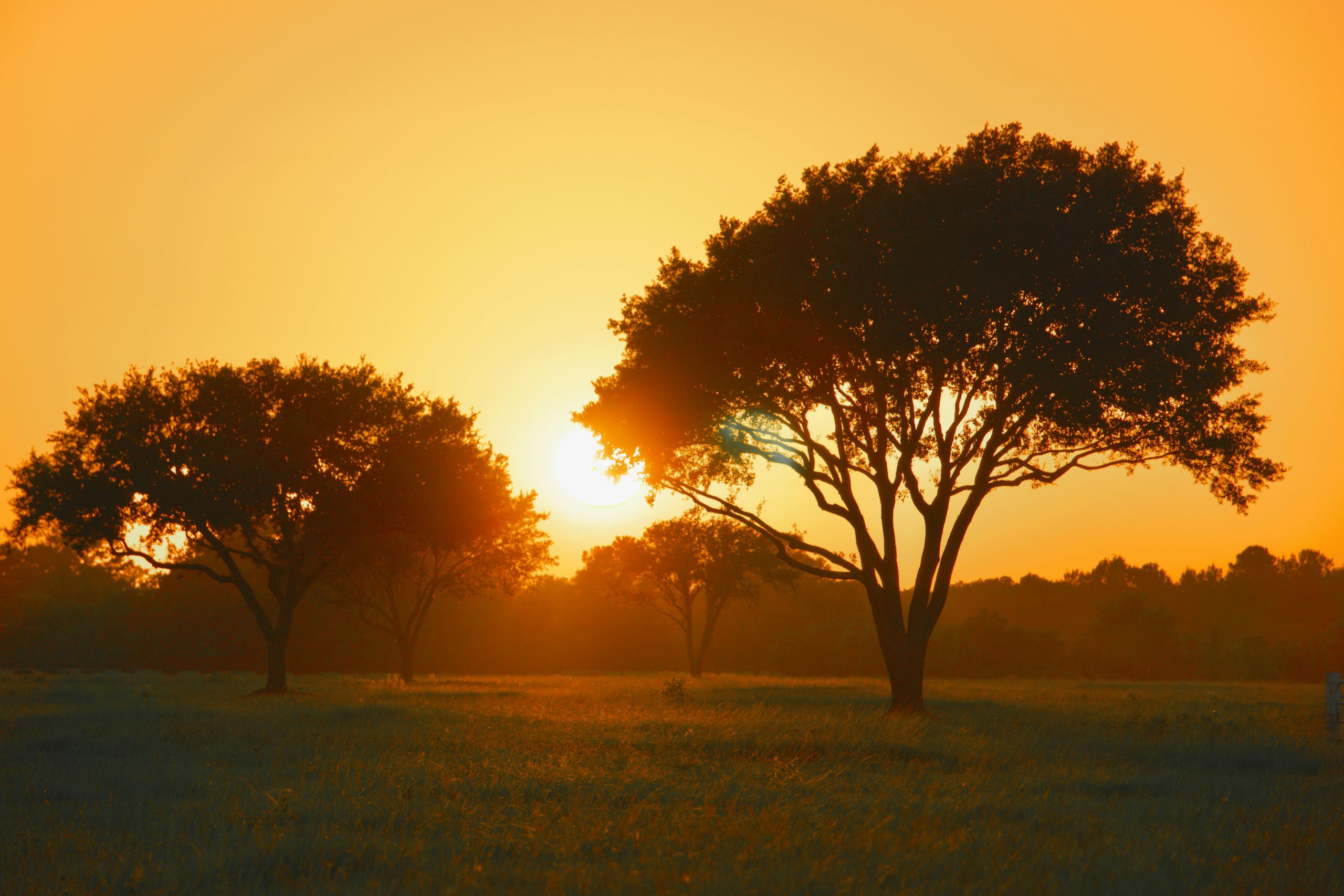 Texas-Sized Living: 7 Reasons to Make the Lone Star State Your Home 🤠🌟